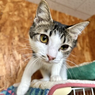 人にくっついて歩くストーカー白キジ6カ月女の子