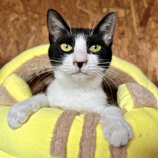 人が大好き。八割れ黒白女の子７カ月。