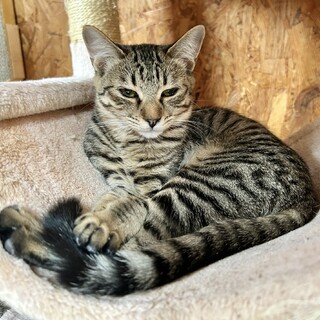 きれいなきじ縞、人なれOKキジトラ女の子6カ月