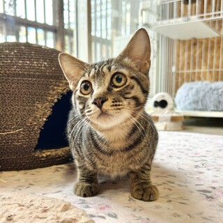 人が大好き抱っこ大好きキジトラ君7カ月