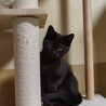 2025/9/27生まれ　黒猫べた慣れ女の子♪ サムネイル3