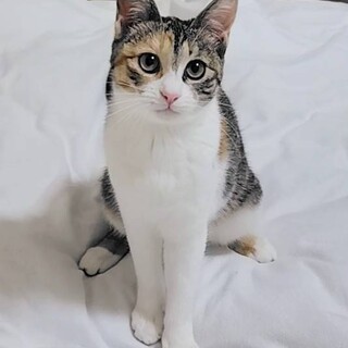 【1/25東銀座】ららちゃん★６ヵ月半♪