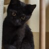 2025/9/27生まれ　黒猫べた慣れ女の子♪ サムネイル4