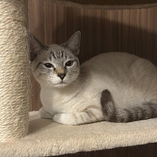 【急募】小柄なシャム猫ちゃん