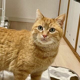 人馴れ抜群　穏やかで賢いキーちゃん