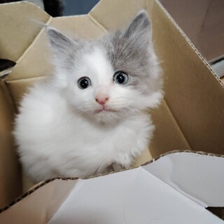 子猫の里親を探しています