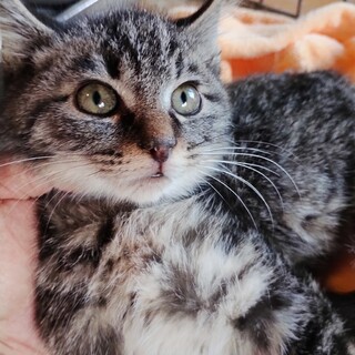 ����E�����r�r��Ŋ���