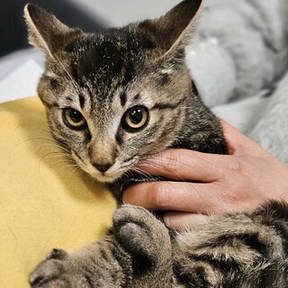 グレくんはちょっとシャイな可愛い男の子