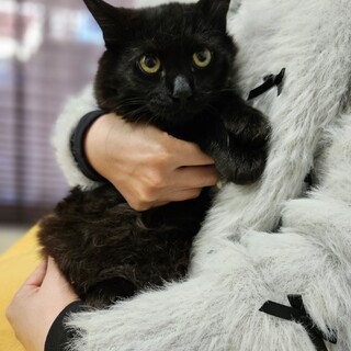 ふわふわ長毛ギンくんは可愛い男の子