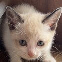 子猫の里親を探しています