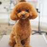 わんころさん