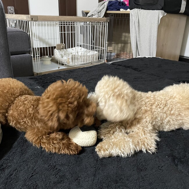わんころさんのカバー写真