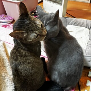 雑種のメス猫2匹