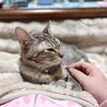雑種のメス猫2匹 サムネイル4