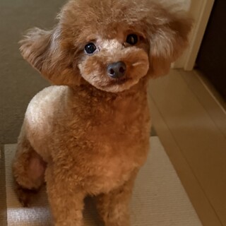 2歳2ヶ月 トイプードル オス  マロンくん