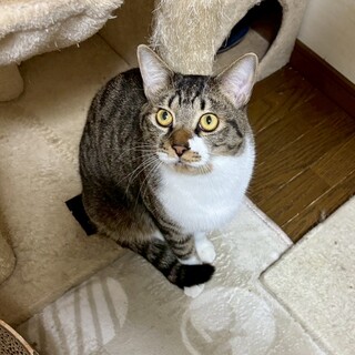 【2/15譲渡会】じょうくん(2匹一緒)