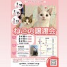 【2/15譲渡会】わかめちゃん サムネイル4