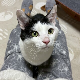 【2/15譲渡会】悟空くん(1匹飼い)