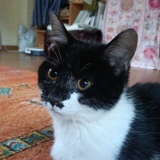 超甘えん坊膝乗り猫白黒坊や3カ月半