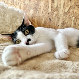 人が大好き、くっついて歩く白黒君7カ月