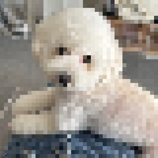 トイプードル2歳の男の子