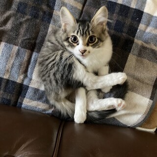 キジトラの子猫です。