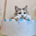 ちょっとワガママなマリーお嬢様