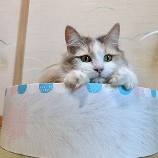 ちょっとワガママなマリーお嬢様