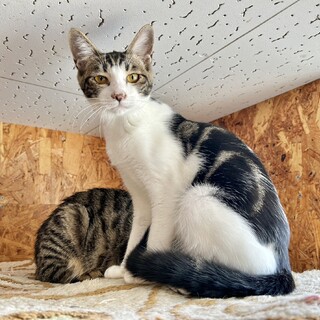 アメショ風渦巻き薄墨色　人なれOKキジトラ♀6カ月