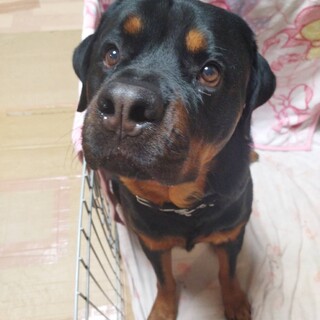 ボ－ル遊びが大好きドットワイラー