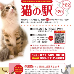 「猫の駅」保護猫譲渡会