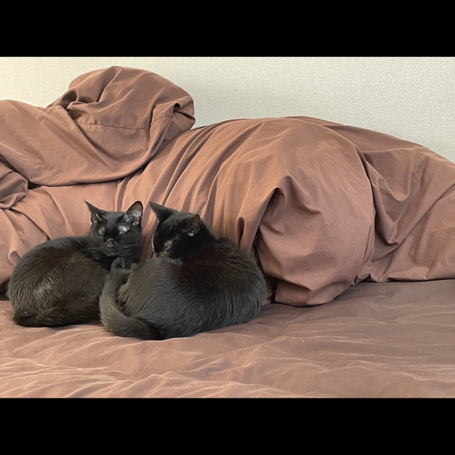 riicccsのカバー写真