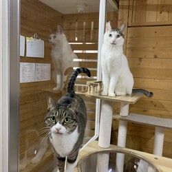「猫の駅」保護猫譲渡会 サムネイル2