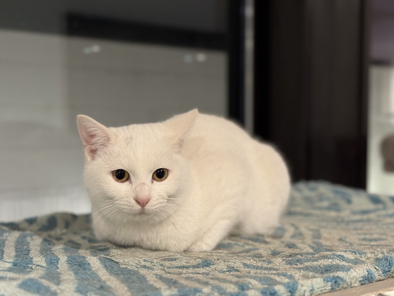 綺麗な白猫☆めい ♀7ヶ月」群馬県 - 猫の里親募集(534520) 1枚目の