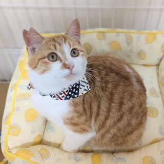 【1/25⭐️泉大津にて譲渡会】参加ももたくん