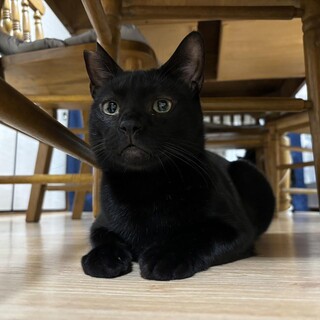 【2/22⭐️泉大津にて譲渡会】参加猫炭くん