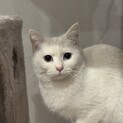 オッドアイ美白猫☆さつき♀ 1歳