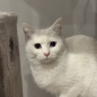 オッドアイ美白猫☆さつき♀ 1歳