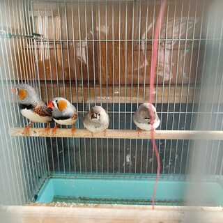 キンカチョウ(25/10生2羽、25/12生2羽)