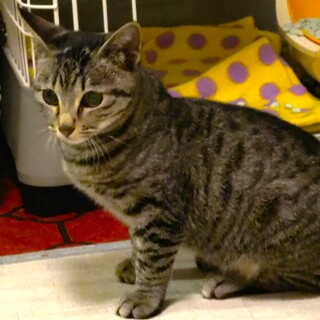 優しいキジ猫男子ユズくん♡