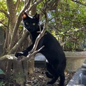 【現在室内保護中】８月生まれ　生後5ヶ月半の兄弟