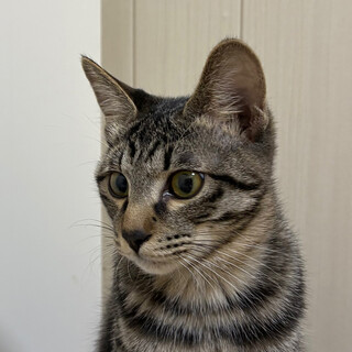 2/8高田馬場★チェロくん★お膝大好き