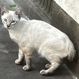 ８月生まれ　生後5ヶ月半の男の子