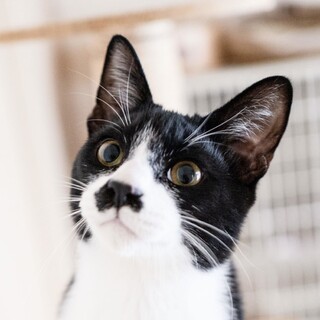 2/8高田馬場★つぶあんくんちょび髭ダンディ