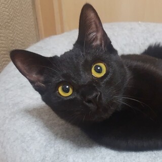 1/25高田馬場★在(ある)くん★ふみふみBOY