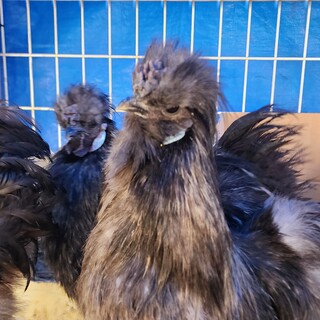 アメリカンシルキー(烏骨鶏)