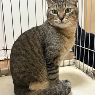 3本足の怖がりなシャア君です