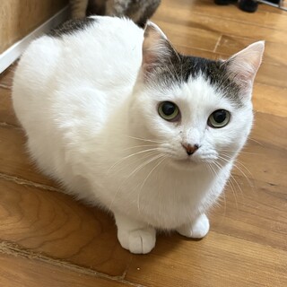 可愛いお顔で気が強めのモモちゃんです⭐︎