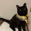 233368 まる顔のぷくぷく黒猫さん