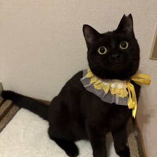 233368 まる顔のぷくぷく黒猫さん